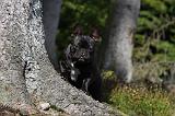 BOULEDOGUE FRANCAIS 765